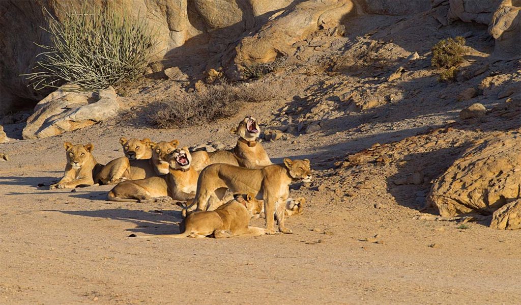 Case studies: Notable lion attacks on humans